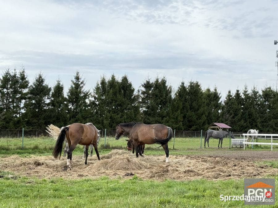 Działka 732m2 Trzęsacz Sprzedaż sprzedam
