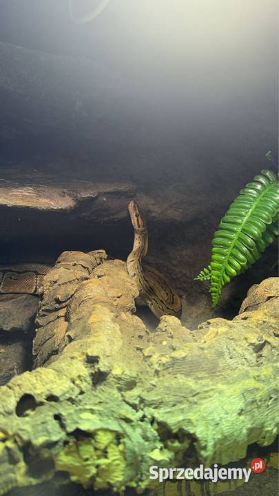 Pyton królewski samiec Gady i płazy Łomianki