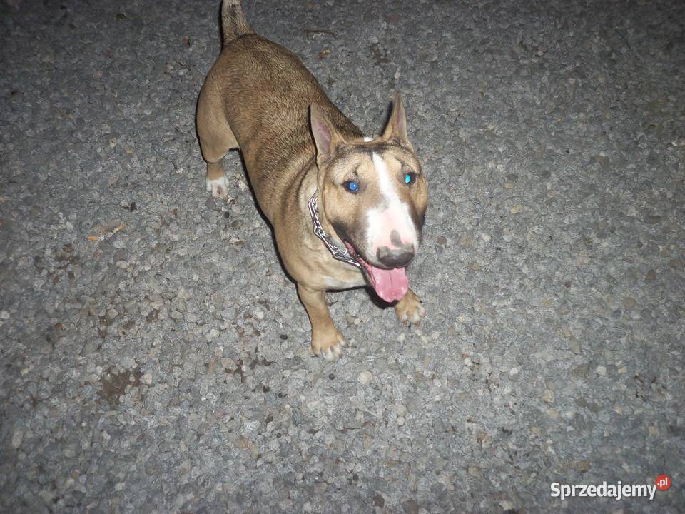 Bulterier reproduktor Radom sprzedam