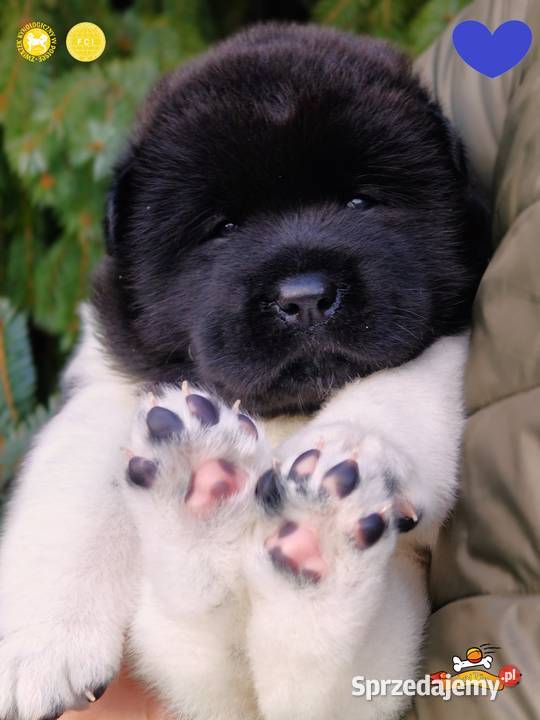 Szczenięta AKITA AMERYKAŃSKA odbiór marzec