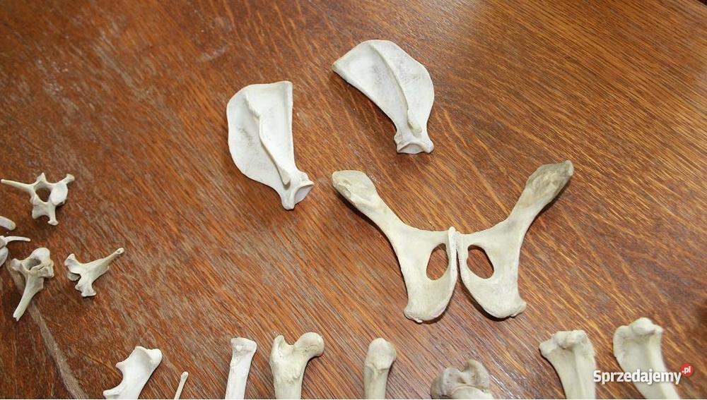 Czaszka i kości PSA WETERYNARIA Warszawa
