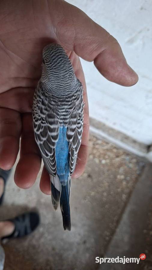 Faliste szpalt bleckface blackwing Jarocin