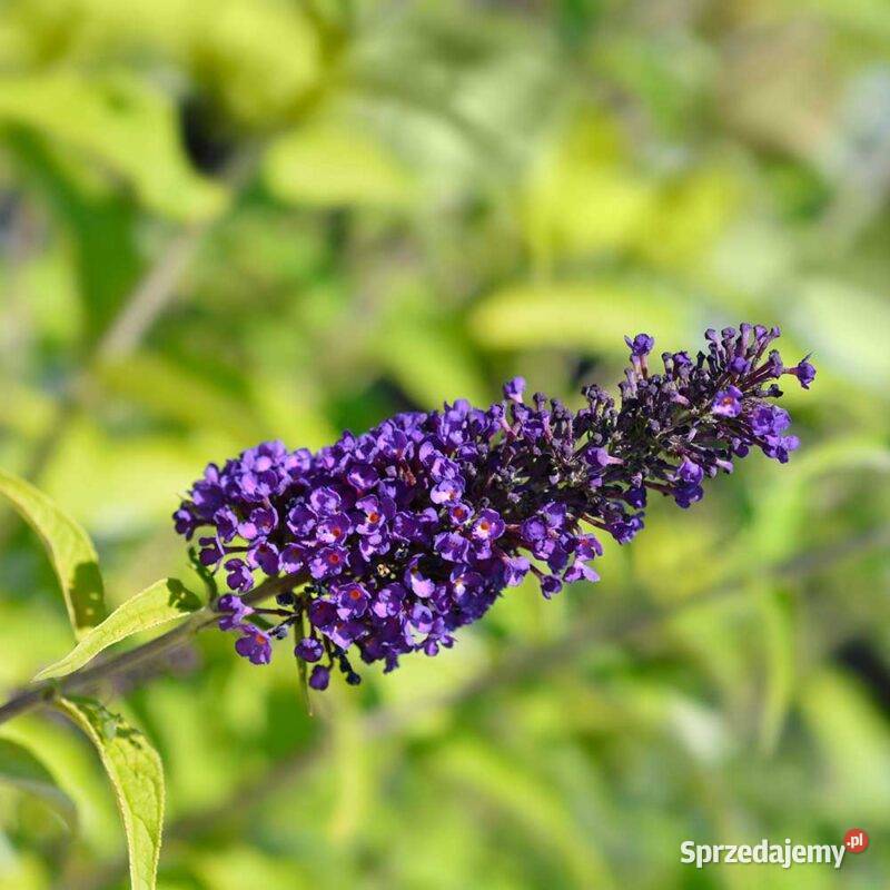 Budleje Dom i Ogród