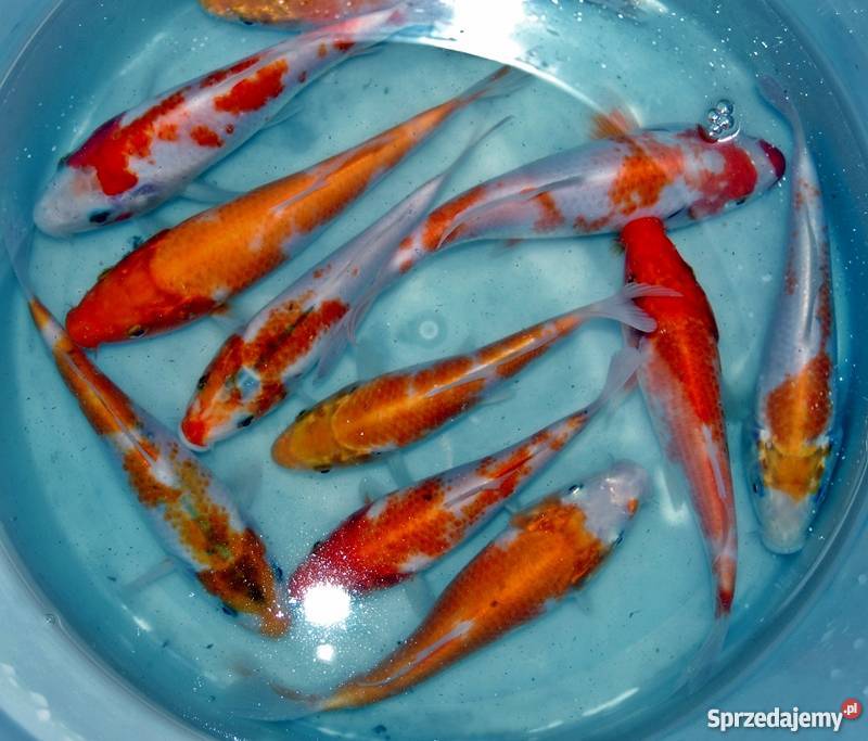 Sprzedam karpiekoi DOITSU YORIGOI