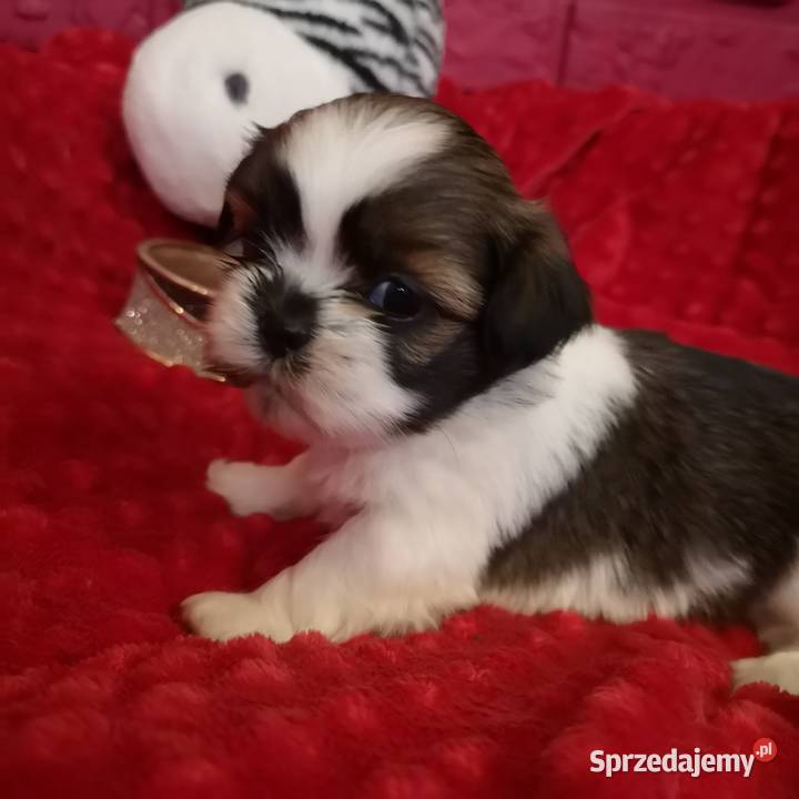 Śliczny PIESEK rasy Shih tzu piękny szczeniaczek Szczecinek