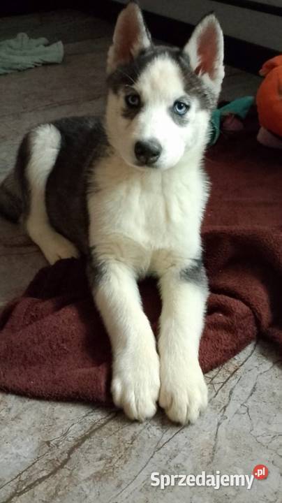 Piesek Syberian Husky Leszno