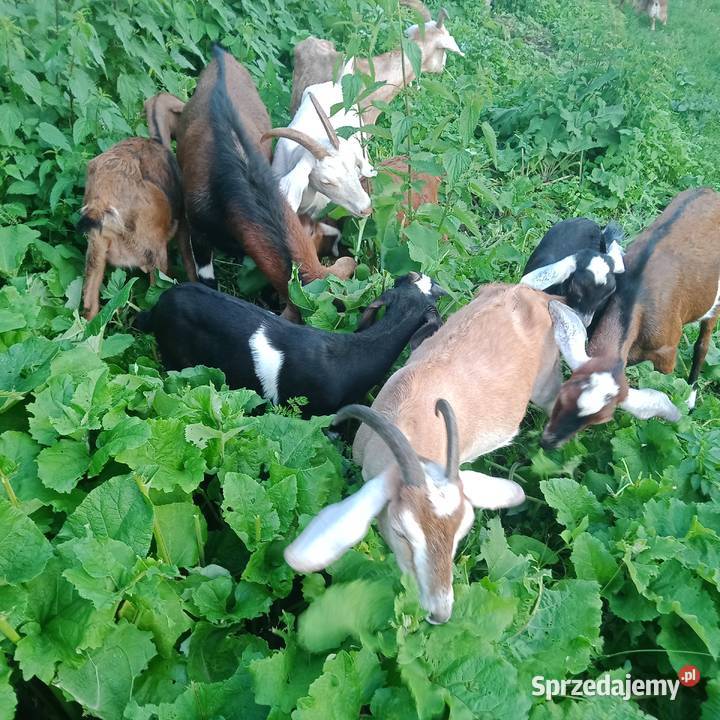 Sprzedam Koziołki i Kozy Anglonubijskie Zwoleń