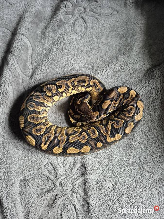 Samica black pastel yellow belly het pied Gady i płazy
