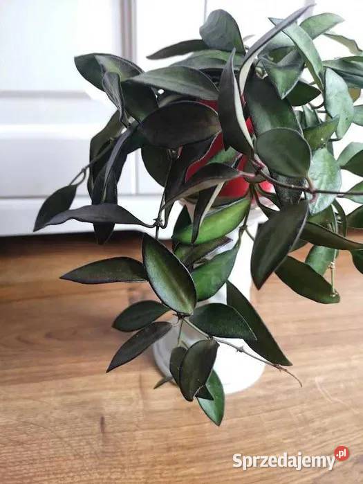 Hoya rosita sadzonka w ziemiOLX sprzedam
