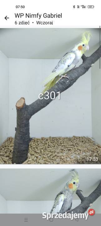 Sprzedam nimfy i faliste podkarpackie Mielec