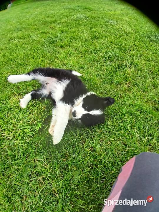 Border Collie FCI suczka do dogoterapii Pozostałe Dębica sprzedam