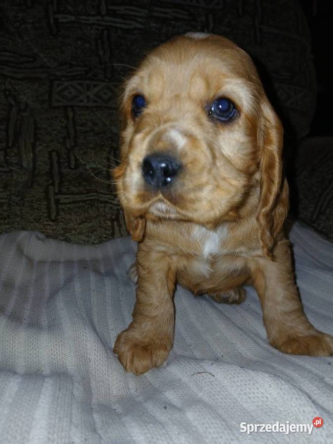 Śliczne Szczenięta Cocker Spaniel Angielski