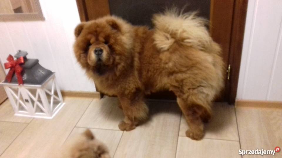 chow chow szczenięta rezerwacja Pozostałe Stalowa Wola