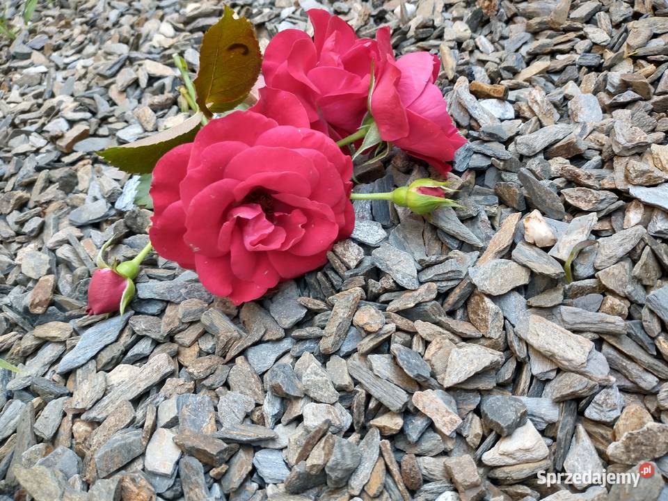 kora kamienna do ogrodu z łupka szarogłazowego dolnośląskie Księżyce