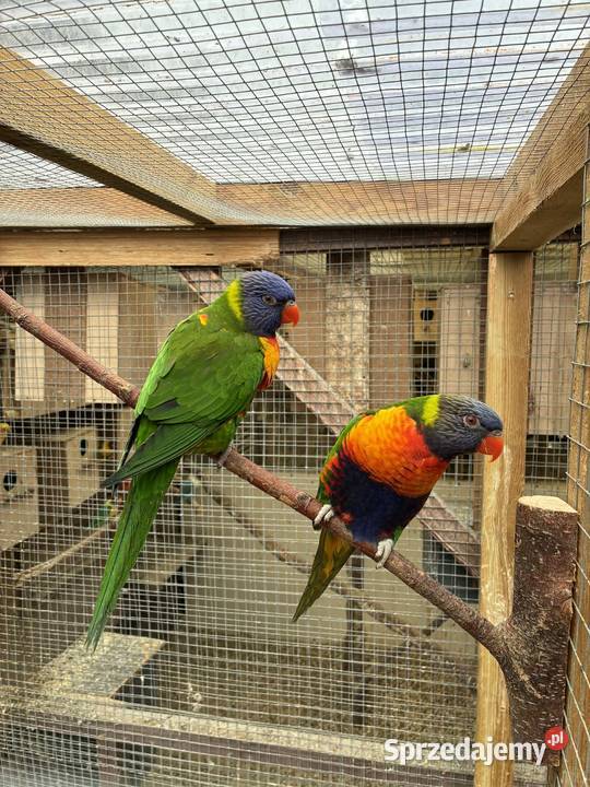 papugi Lorysy parka Wałbrzych