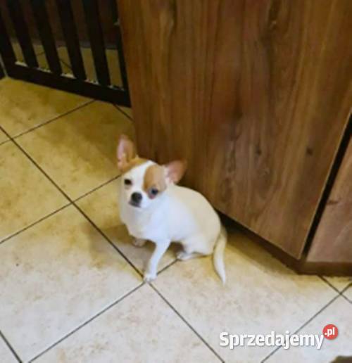Chihuahua suczka biała 8 miesięczna sprzedam