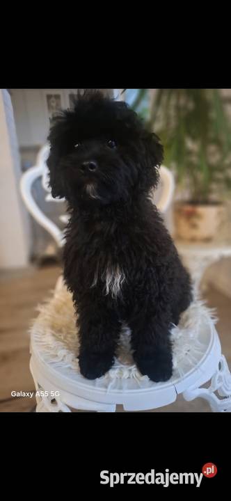 Shihpoo piesek Shihtzu Pudel toy miniatura Maków Mazowiecki