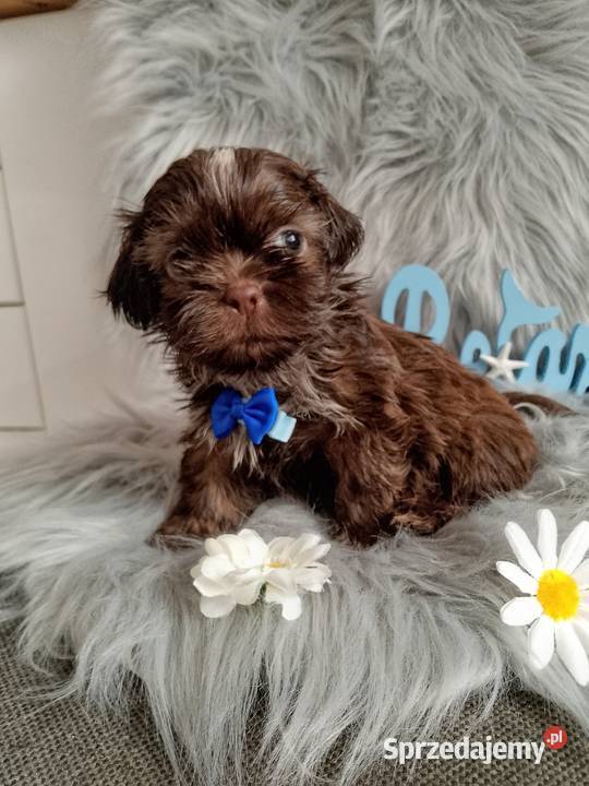 Do Odbioru czekoladowy piesek rasy ShihTzu Shih Tzu Kluczbork