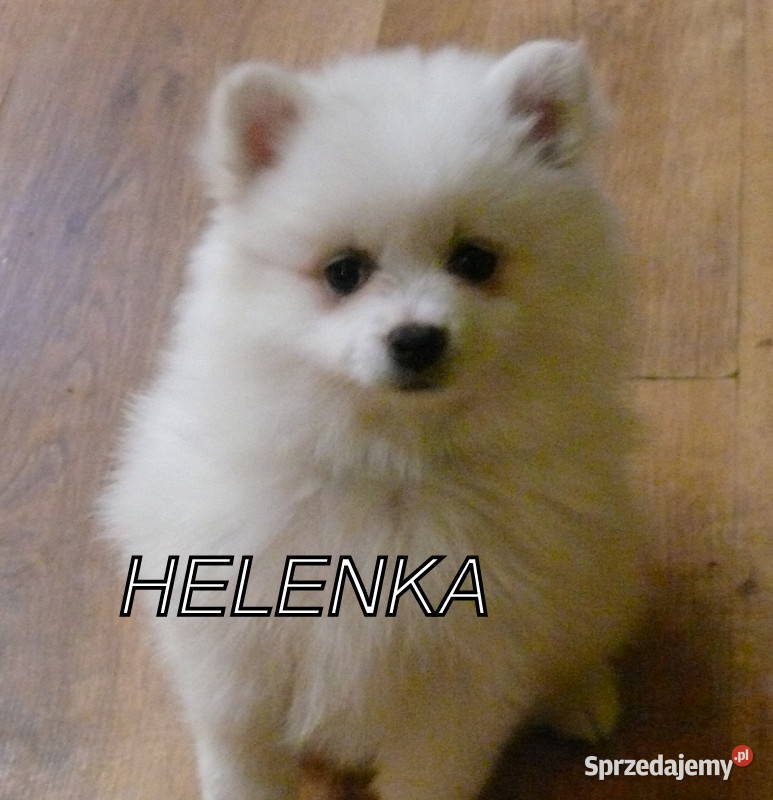 SZPIC NIEMIECKI ŚREDNI