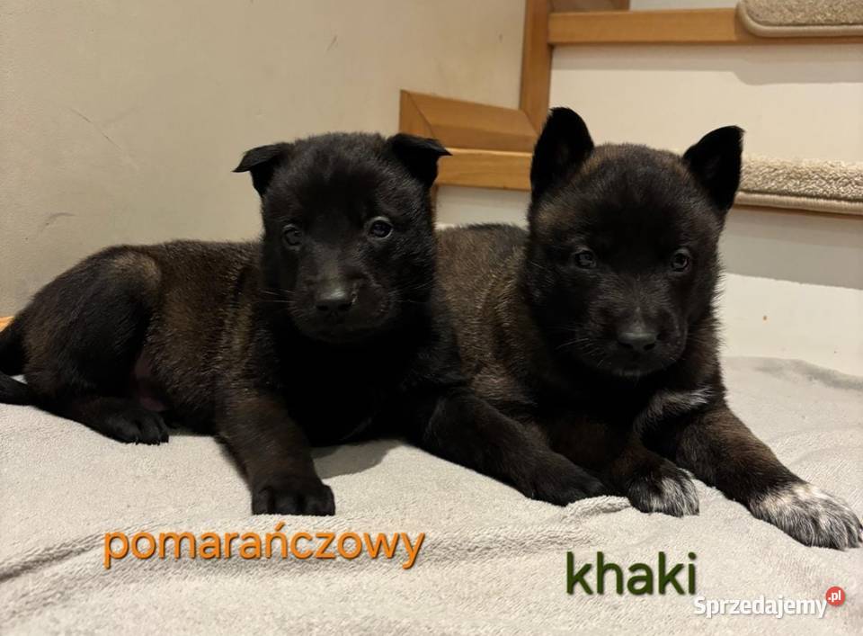 Owczarek belgijski Malinois Wójtostwo