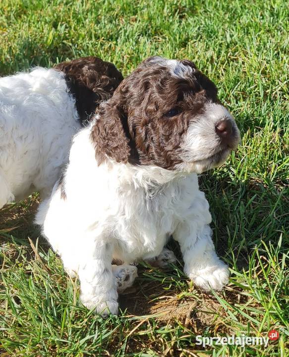 Lagotto Romagnolo Szczecin sprzedam