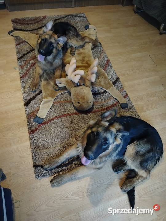 Szczeniaki owczarka niemieckiego małopolskie sprzedam
