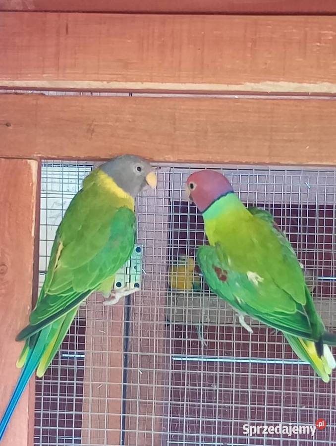 Papugi Aleksandretty Śliwogłowy Kamień Górowski