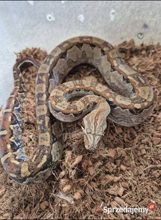 Boa cesarski Chrzanów