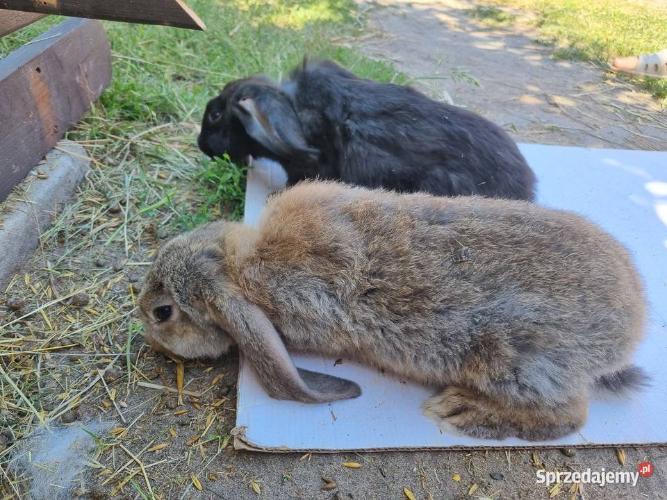 Baran francuski i burgundzkie Wola Rębkowska sprzedam