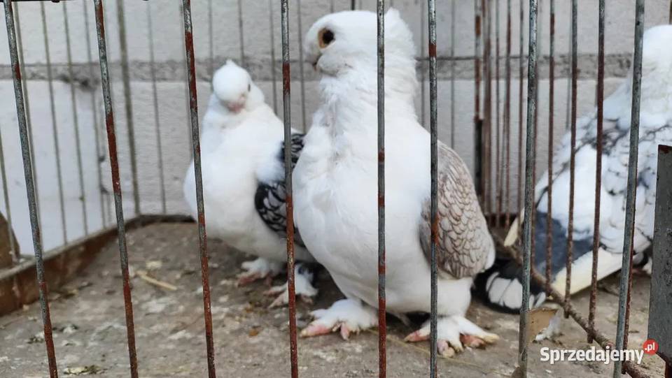 MEWKI ORIENTALNE PIĘKNE GOŁĄBKI Ptaki łódzkie Bielawy