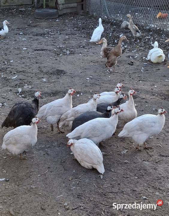 Perliczki samice i samiec Bielsk Podlaski