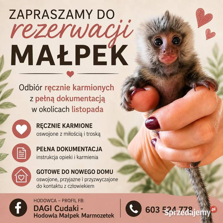Marmozeta białoucha dolnośląskie