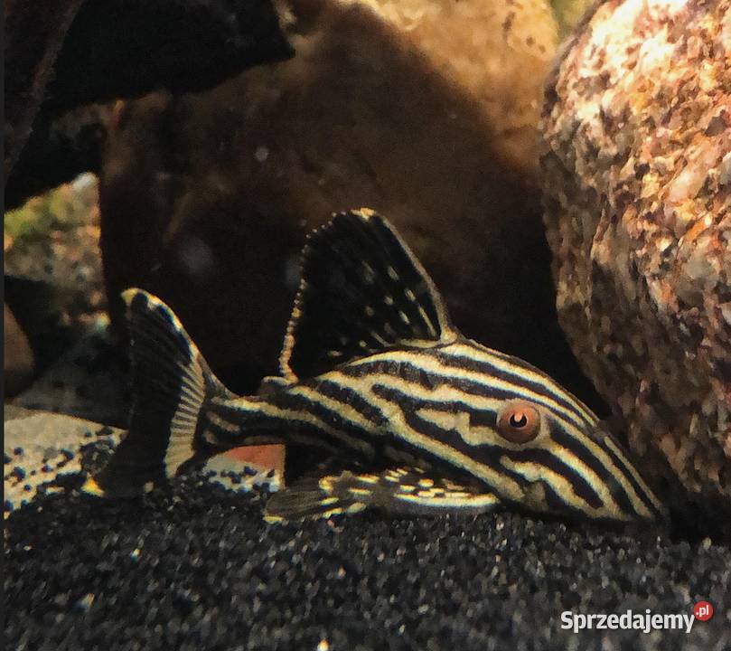Glonojad L190 Panaque nigrolineatus ODŁÓW XL Gdańsk