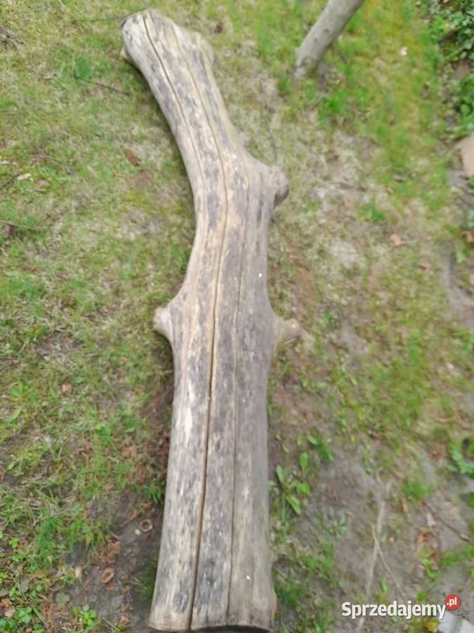 Sprzedam 2 m konar orzecha włoskiego Poznań