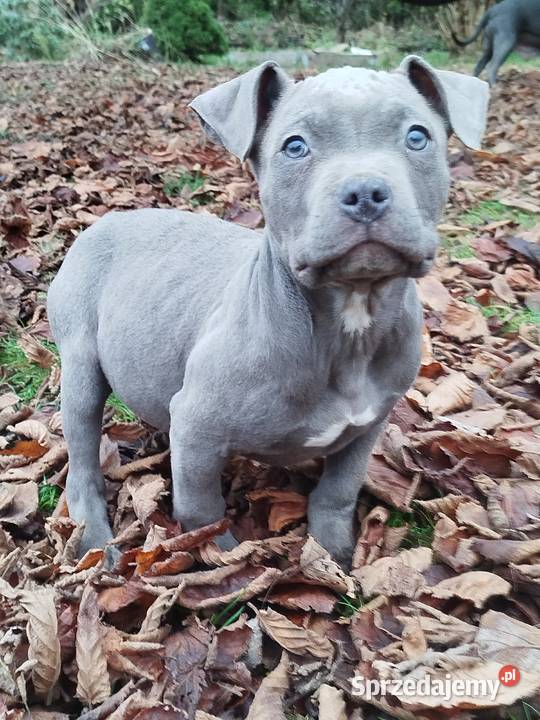 Mocny Amstaff Lublin