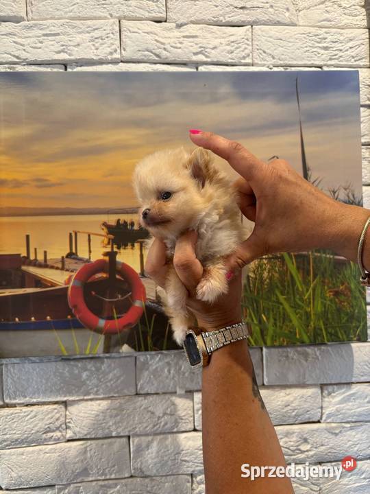 Szpic miniaturowy pomeranian dziewczynka Poniszowice sprzedam