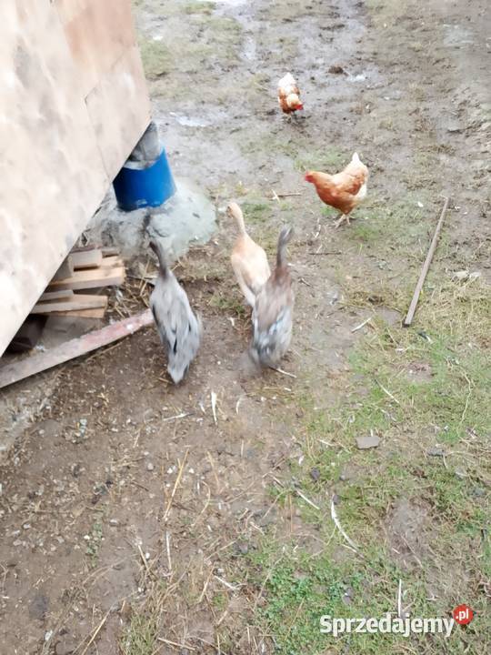 Biegus Indyjski Juszczyn