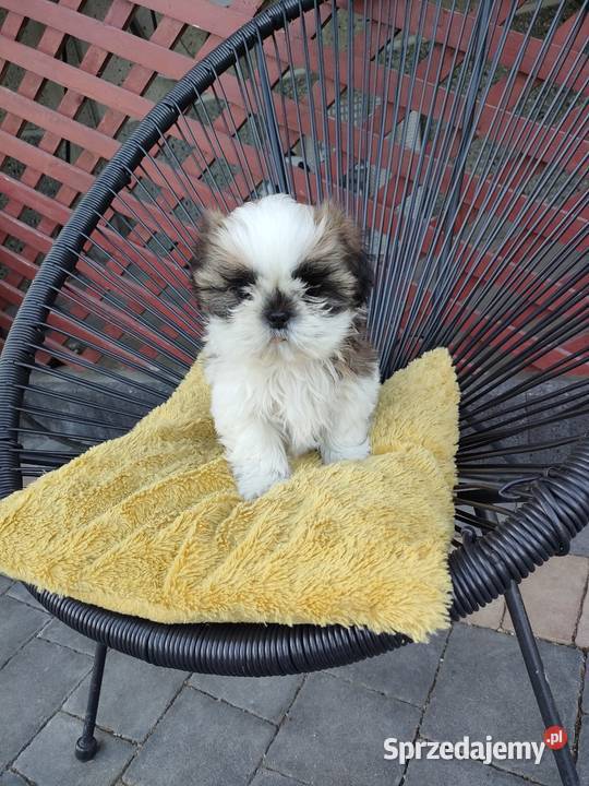 Shih Tzu Łączki Kucharskie sprzedam