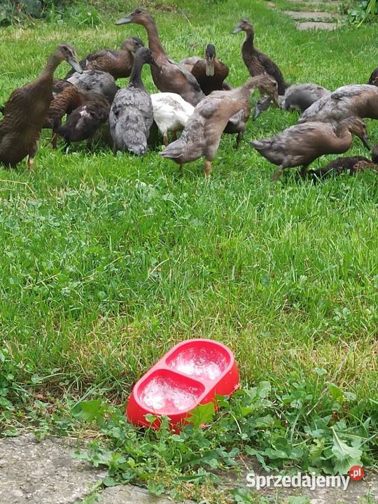 Kaczki biegusy indyjskie młode Jasło