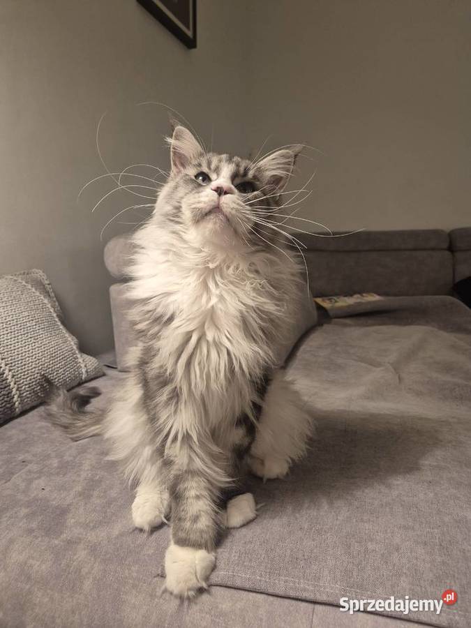Maine coon kocurek Mała Nieszawka