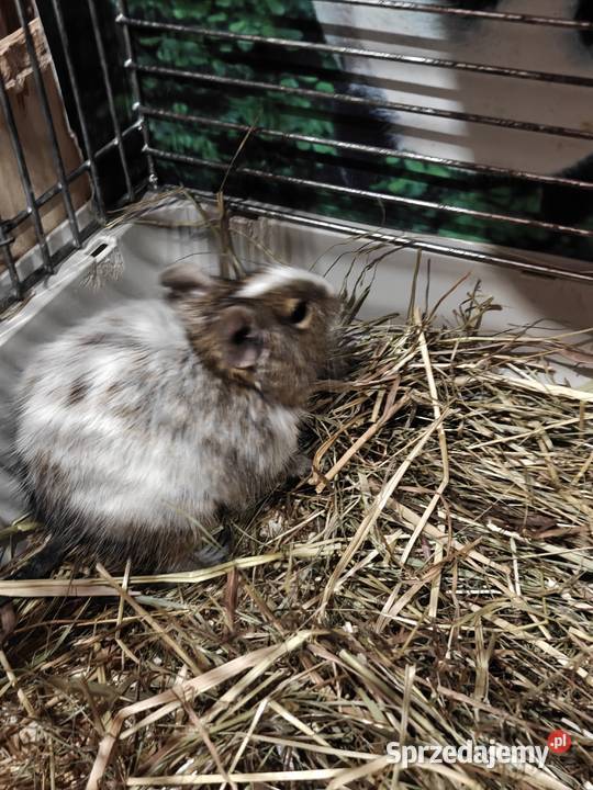 Oddam 2 koszatniczki Radom