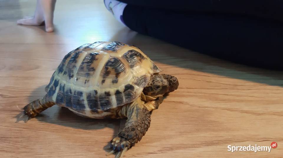 Żółw stepowy terrarium Rybnik