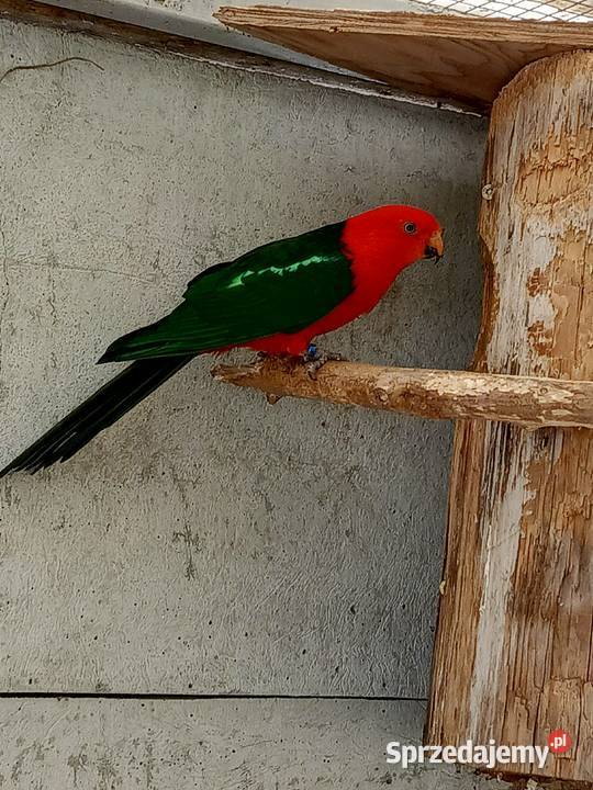 Szkarłatki królewskie para wielkopolskie Pamiątkowo sprzedam