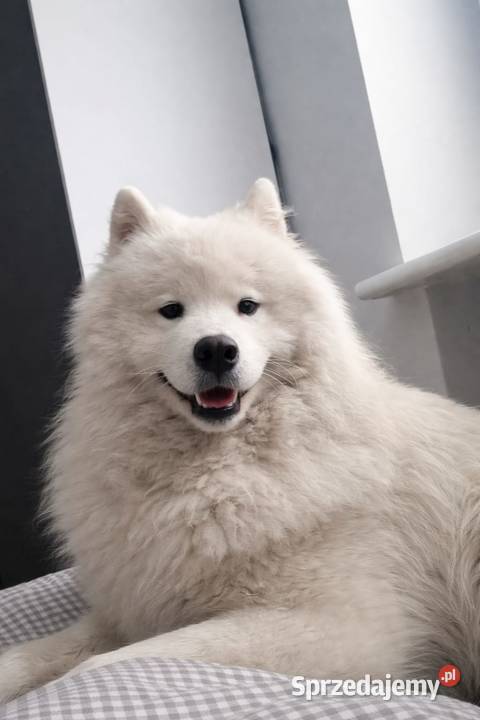 Samoyed przepiękne szczeniaki Pozostałe wielkopolskie Odolanów