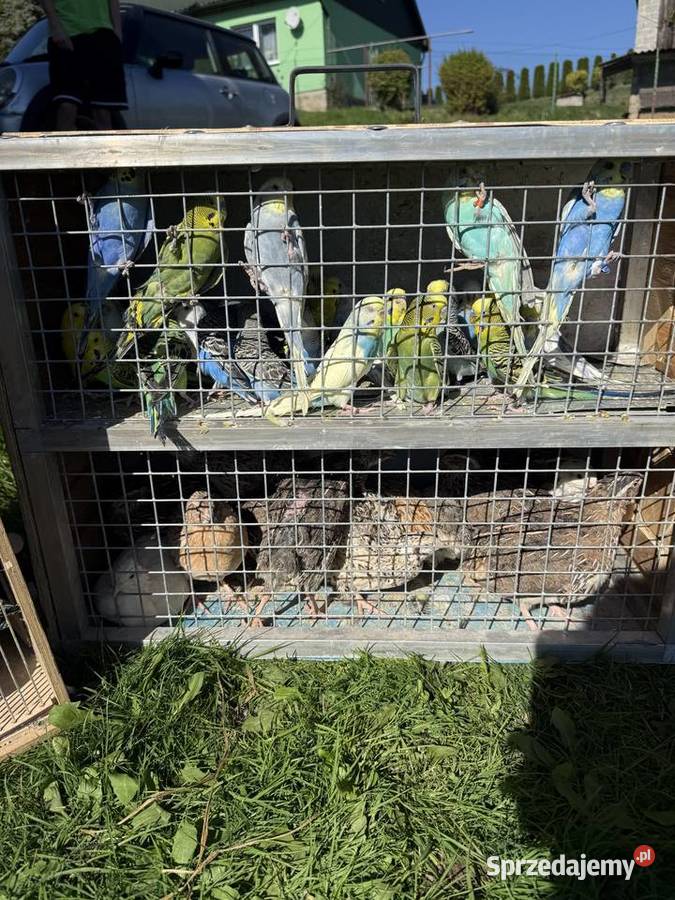 Sprzedam papugi różne gatunki a dobrych cenach Wieliczka