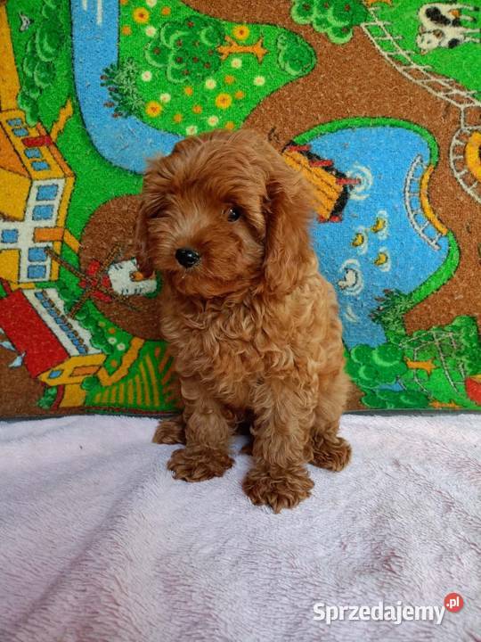 Cavapoo f1b małopolskie Miechów