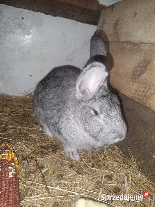 Krolice zakacane Bobrowa