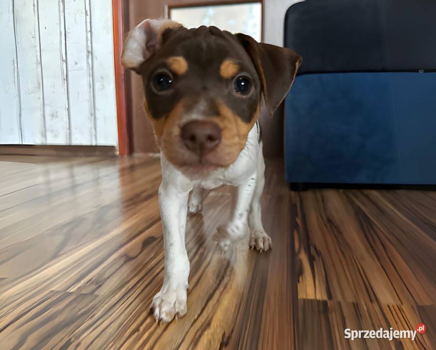 TERIER BRAZYLIJSKI szczenięta z rodowodem mazowieckie Ostrów Mazowiecka