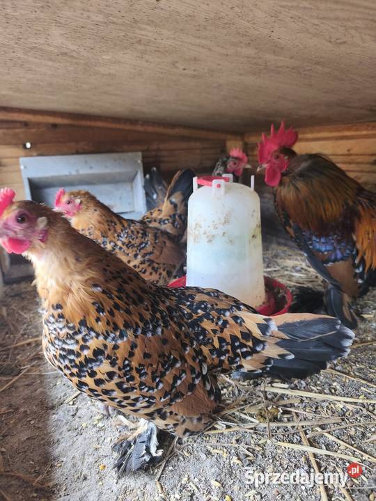 Jaja jajka lęgowe karzełka lapciatego 60zl 10 Wrocław