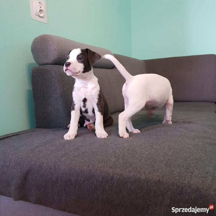 Szczeniaki amstaff Września